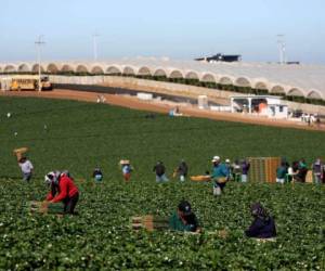 LOs horticultores y fruticultores de California están en primera línea: son ellos los que emplean a la mayoría de inmigrantes y sus precios son los más sensibles al costo de la mano de obra (Foto: Diario de NY/ El Heraldo Honduras/ Noticias de Honduras)