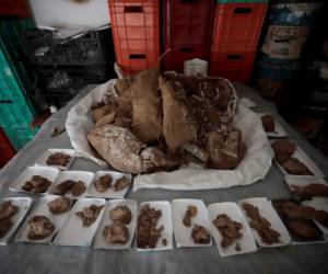 Vista de restos fósiles de un mamut que son restaurados este martes, por paleontólogos del Instituto Nacional de Antropología e Historia (INAH) en las instalaciones de la ciudad de Guadalajara, estado de Jalisco, México. Fotos: Agencia EFE.