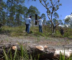 Miles de pinos fueron talados para erradicar la plaga (Foto: AFP/ El Heraldo Honduras/ Noticias de Honduras)