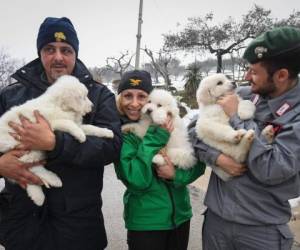 El descubrimiento de tres cachorros vivos entre los escombros del hotel devastado por una avalancha dio nuevas esperanzas el lunes a los rescatistas