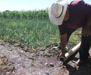 Los productores han tenido que instalar tubería para trasladar agua por gravedad hasta los cultivos.
