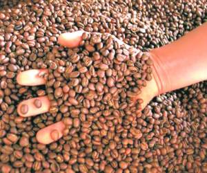 Las socias se especializan en el cultivo de café orgánico.