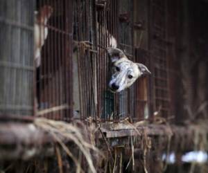 En Corea del Sur se siguen consumiendo un millón de perros cada año, y muchos habitantes creen que su carne, que siempre se hierve para ablandarla, aumenta la energía de quien la come. Foto ilustrativa de AFP.