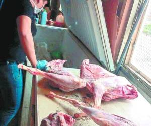 La carne decomisada en la colonia Torocagua fue enviada hasta una granja de perros en El Salvador.