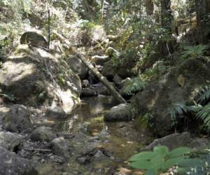 La Tigra es un parque protegido y es un pulmón para la capital, además de una fuente importante de agua. Foto: EL HERALDO