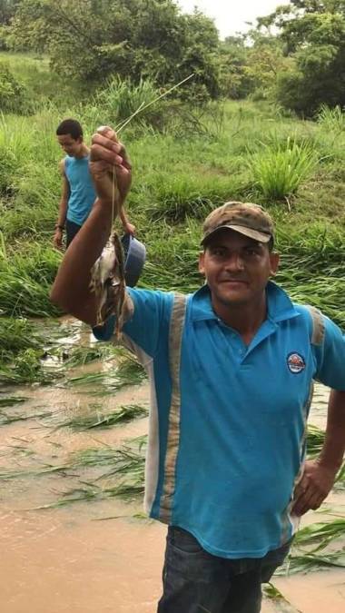 Tradicional lluvia de peces sorprende a los pobladores de Yoro