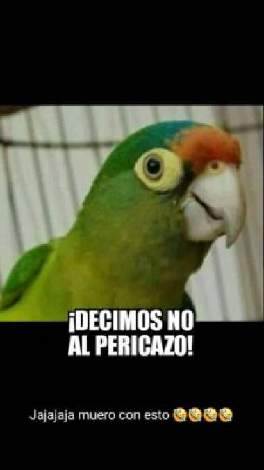 Los divertidos memes que generó el registro de aves silvestres en Honduras