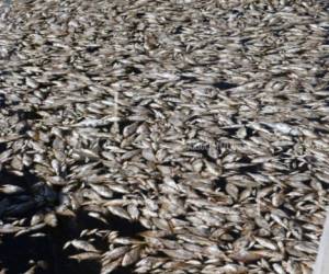 En esta fotografía del 3 de octubre pescados flotan en el agua cerca del Canal Parkway en la playa México, Florida.