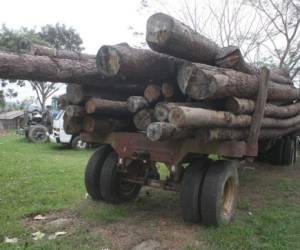 En los predios del ICF permanecen varios camiones por transportar leña sin permiso de explotación. Foto: EL HERALDO