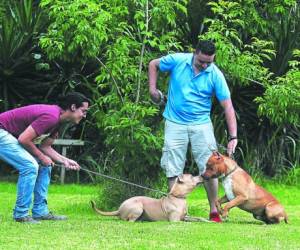 Estos perros son juguetones entre sí. Aunque al momento de entrenar es necesario que mantengan distancia para no interrumpir el entrenamiento del otro can. Fotos: Johny Magallanes / EL HERALDO.