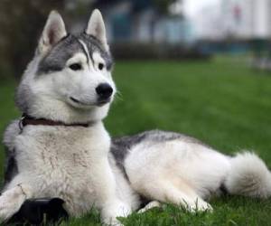 1. HUSKY SIBERIANORaza originaria de la región del estrecho de Bering, en Siberia. El Husky Siberiano recibe el nombre de la antigua tribu del mismo nombre: Husky. Este tipo de perro era ideal para soportar las extremas condiciones de vida en aquellas regiones de Siberia.