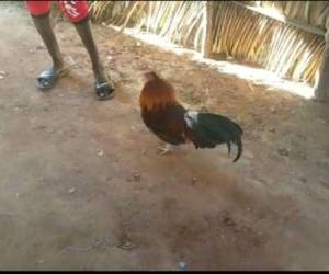 El animal llegó a su casa y encontró a otro gallo metido en su gallinero.