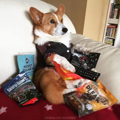 Loki , 'el perro comediante” encanta con sus graciosas publicaciones
