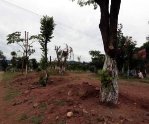 Algunos árboles han sido reubicados en diferentes partes de la capital hondureña.