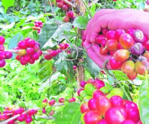 Los caficultores estimaban producir al menos un millón de quintales de café para exportarlo a nivel internacional.