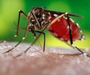 Aedes aegypti, el principal transmisor del zika