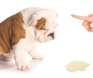 La pregunta es ¿Cómo podemos eliminar el olor a orina de perro de una forma natural?