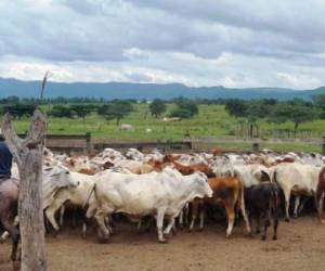 Más de 400 cabezas de ganado pertenecientes a los Rosenthal fueron incautados este jueves.