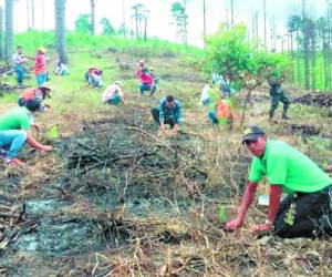 Jornadas de reforestación masiva han sido ejecutadas.