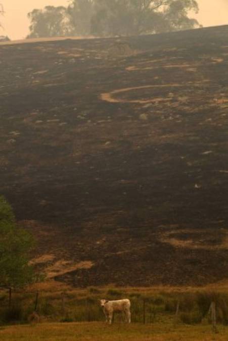 Cielo rojizo y un ambiente desierto: las fotos del caos que dejan los incendios en Australia