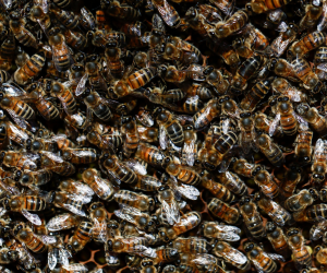 A principios de abril en algunas partes de EU, las colonias de abejas buscan lugares para construir nuevas colmenas.