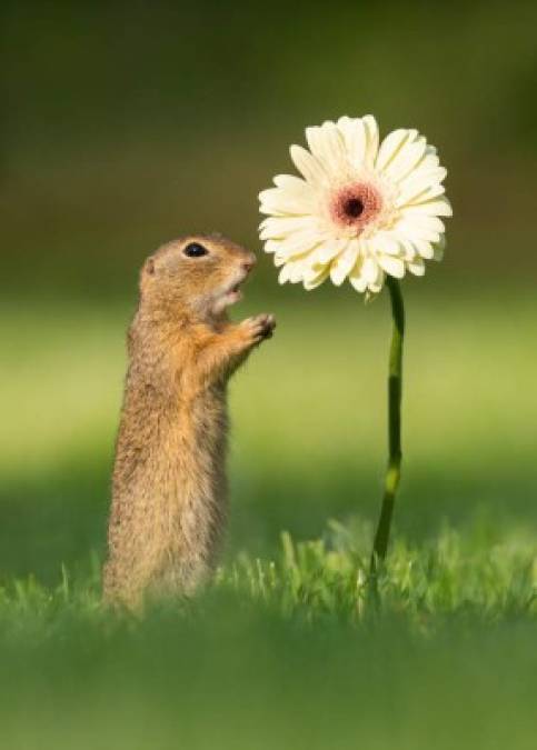 FOTOS: La maravillosa imagen de una ardilla oliendo una flor le da la vuelta al mundo