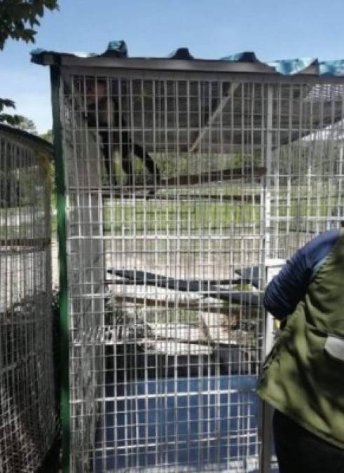 FOTOS: Monos, loros y guaras, los exóticos animales del 'Cholo Houston'