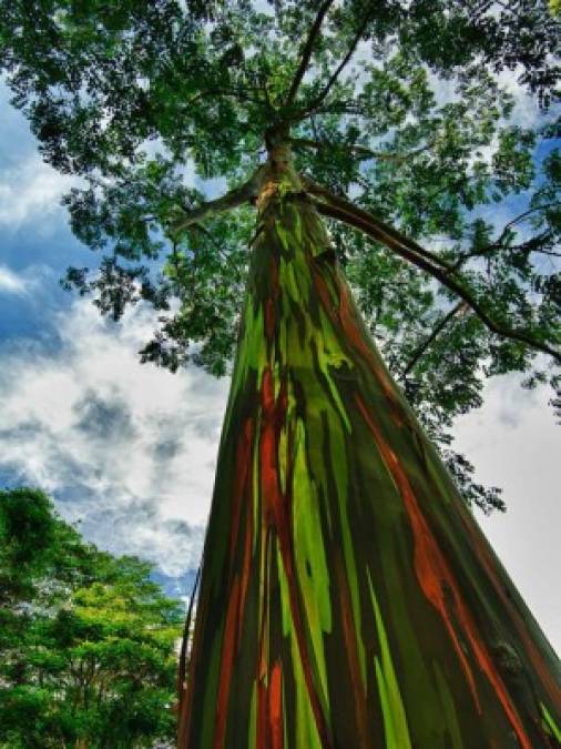 FOTOS: Los árboles más espectaculares del mundo