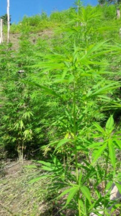 Aseguran unas 40 manzanas de terreno de supuesta marihuana en Tocoa, Colón