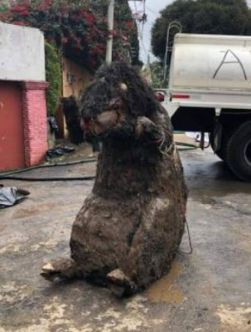 La polémica detrás del disfraz de rata gigante que tapó drenaje