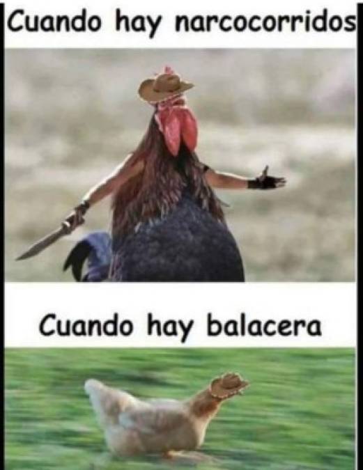 Memes: Hondureños se burlan por caso de gallo preso