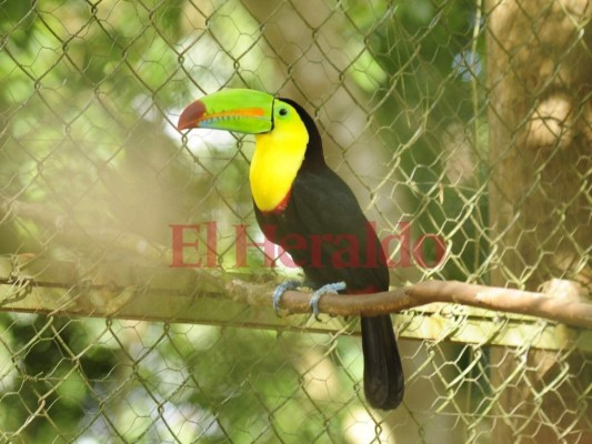 Fotos: Cautivadora, así es la fauna albergada en el zoológico Rosy Walther de la capital