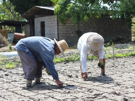 Laboratorio Recursos Genéticos Finca El Bajo. IDIAP