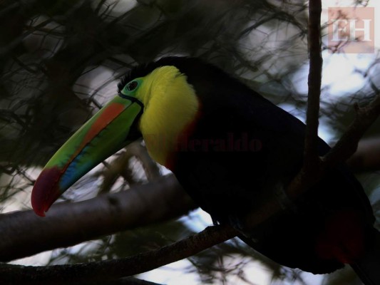 20 fotos de animales en el zoológico de Tegucigalpa que te cambiarán el día