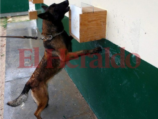 Así es el entrenamiento de los agentes caninos en el Batallón de la Policía Militar