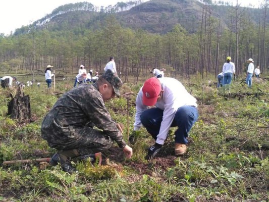 En las jornadas de reforestación y restauración del bosque programadas por las Fuerzas Armadas participan centros educativos.
