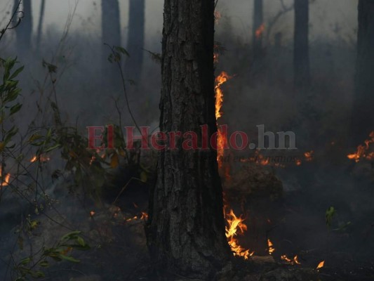 Las infernales imágenes del incendio que consume el bosque de la capital de Honduras