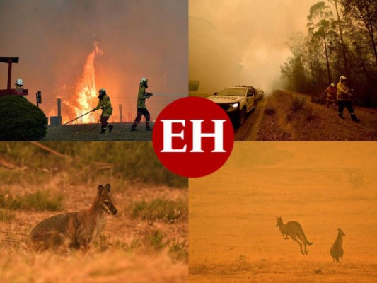 1. Hasta ahora, los incendios forestales en Australia han dejado 24 personas muertas, unas 1,588 casas destruidas y 5,500,000 hectáreas quemadas. Asimismo, se habla de que medio millón de animales murieron abrasados por el fuego.