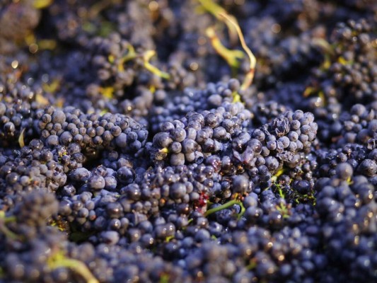 En esta imagen del viernes 28 de agosto de 2014, se ven uvas reciÃ©n cosechadas en Napa, California. (AP Foto/Eric Risberg, Archivo)