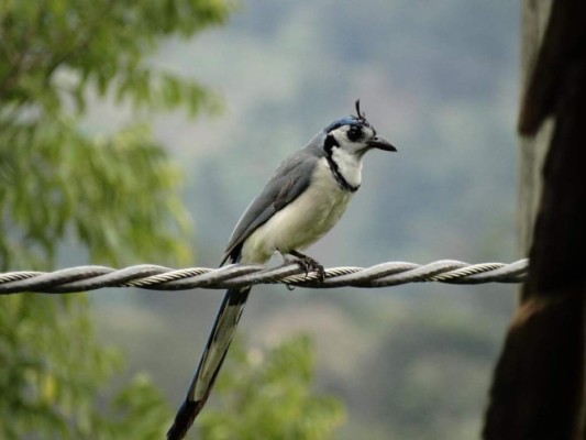 FOTOS: Exóticas y coloridas, así son las aves que se observan en Comayagua