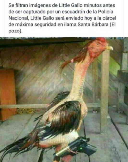 Memes: Hondureños se burlan por caso de gallo preso