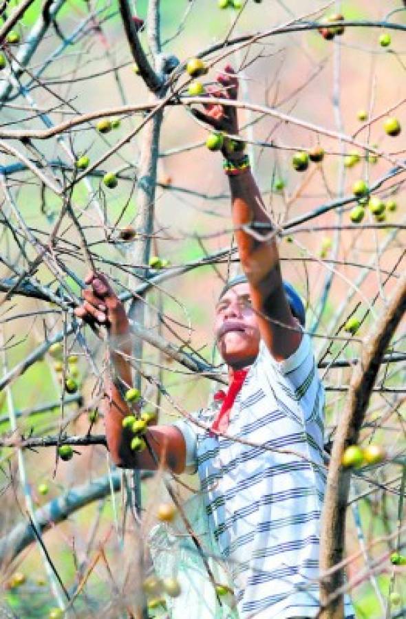 Honduras: El hambre amenaza a pobladores del corredor seco