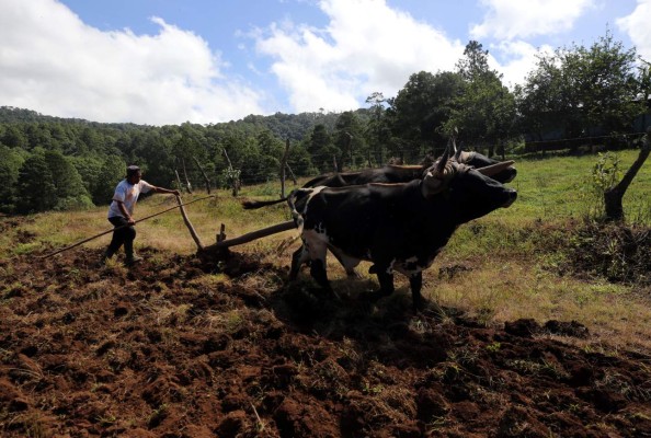 Con bueyes, los campesinos marcan el arado para cultivar sus hortalizas. Foto: Johny Magallanes/ EL HERALDO