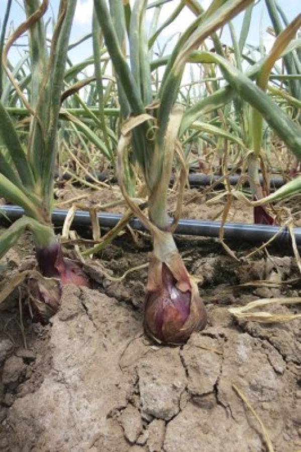 Sequía amenaza producción de cebolla en Lejamaní