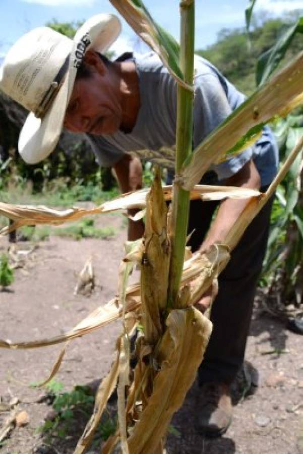 Sequía y plaga por cambio climático agravan el hambre en comunidades de Honduras