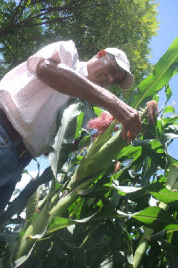 Exitosa cosecha auguran agricultores en El Paraíso