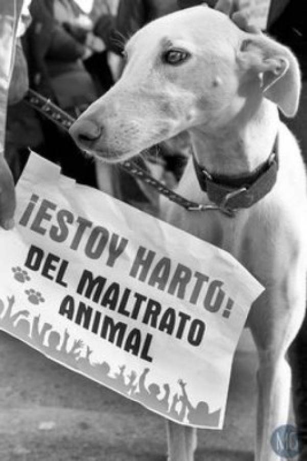 Las mejores imágenes contra el maltrato animal