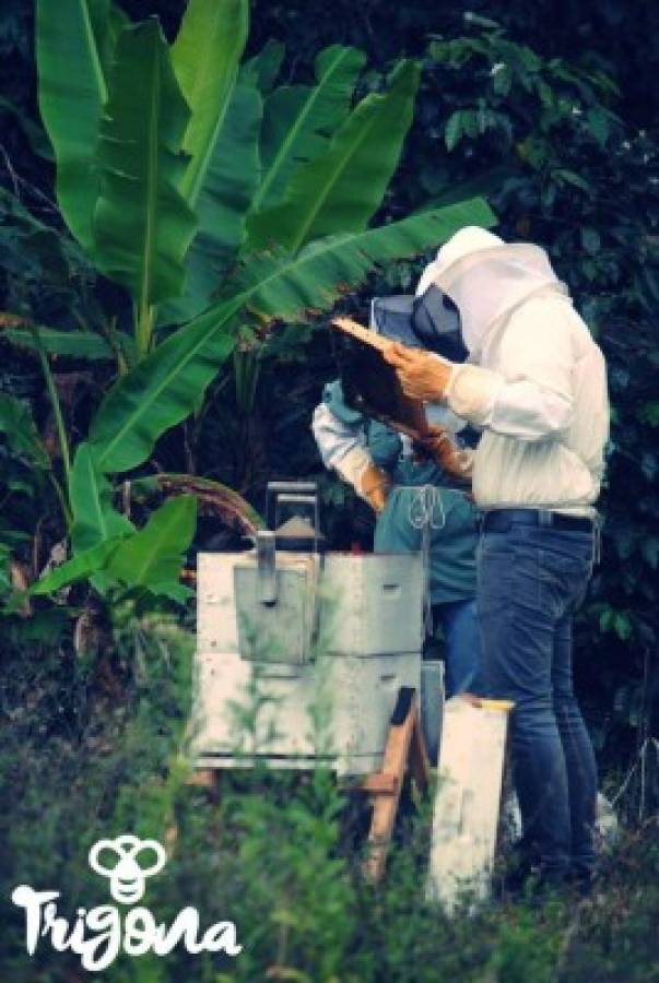 Trigona, la miel que endulza a los hondureños