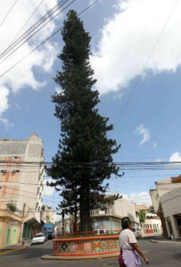 Históricos árboles, testigos del tiempo en la capital