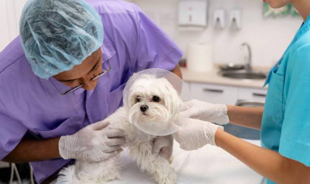 Hay muchas más ventajas que desventajas al someter a perros y gatos a estas prácticas quirúrgicas.